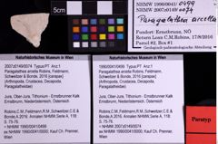 Foto (Objekt + Etiketten) von Paragalathea arcella (Robins, Feldmann, Schweitzer & Bonde, 2016) (NHMW-GEO-1990-0041-0499)